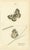 Jardine & Lizars, Cabinet-Size Butterfly, 1835, Paper Engravings, Set of 6 For Sale - Image 3 of 9