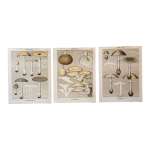 Set of 3 19th Century Chromolithographic Mushroom Prints