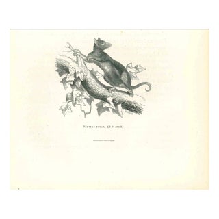 Paul Gervais, Tuan Hemiure, Original Lithograph, 1854 For Sale