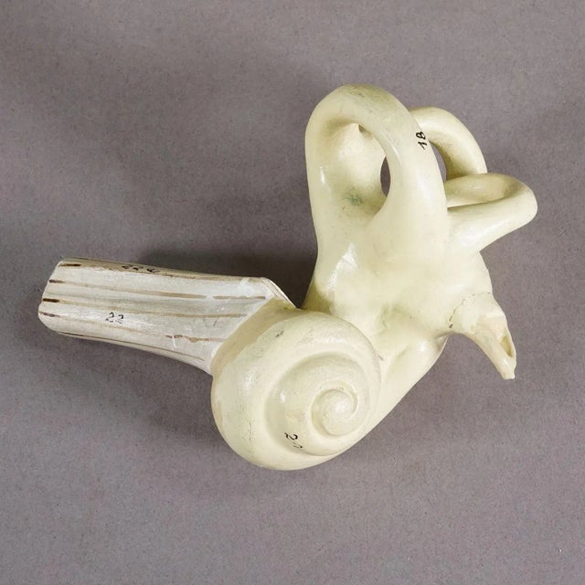 1930s Vintage Teaching Aid Modell of an Ear - Phywe Ca. 1930 For Sale - Image 5 of 6