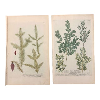 Pair of 18th Century Hand-Colored Botanical Prints — Abies & Boxwood by Johann Wilhelm Weinmann For Sale