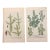 Pair of 18th Century Hand-Colored Botanical Prints — Abies & Boxwood by Johann Wilhelm Weinmann For Sale