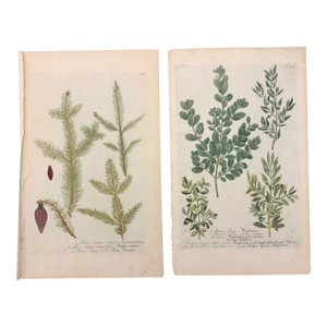 Pair of 18th Century Hand-Colored Botanical Prints — Abies & Boxwood by Johann Wilhelm Weinmann