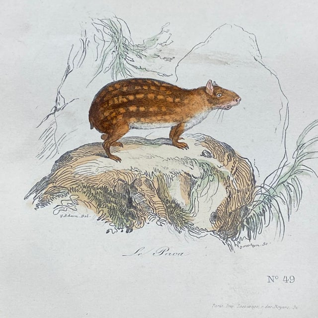 French Antique 18th Century Animal Engraving Hand Colored Signed Artwork For Sale - Image 4 of 12