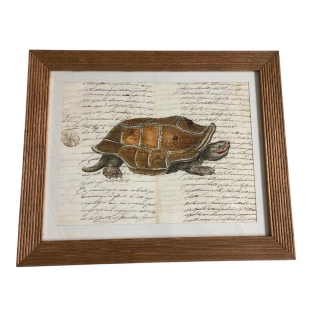 Illustration Vintage Natural History Turtle Illustration Framed Print For Sale - Image 3 of 12