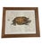 Illustration Vintage Natural History Turtle Illustration Framed Print For Sale - Image 3 of 12