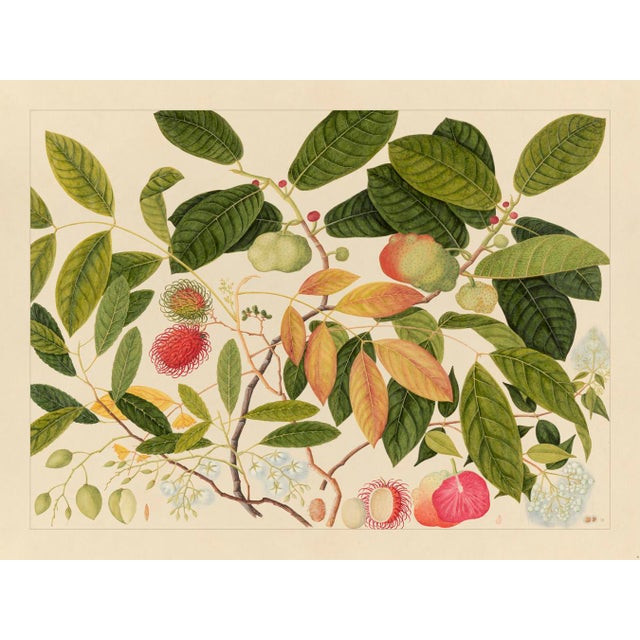 Golden Tropic Botanicals, Giclée Print #6 For Sale