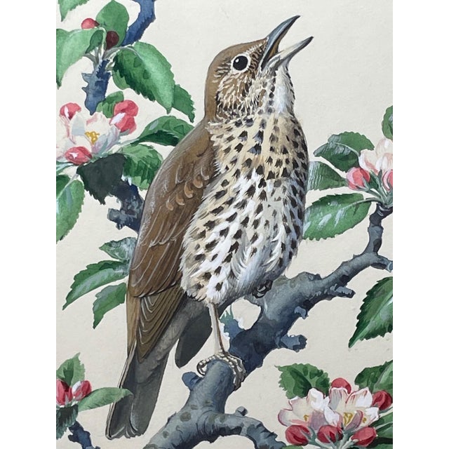 Framed Mid-Century British Bird Watercolour by Charles Frederick Tunnicliffe OBE RA This refined mid-century watercolour...