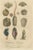 Paper An Assortment of Shells and Sea Life, 1845, Paper For Sale - Image 7 of 7