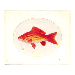 Mid 20th Century Goldfish by Sherman F. Denton Reproduction Print For Sale