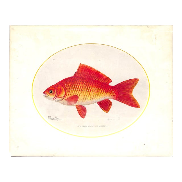 Mid 20th Century Goldfish by Sherman F. Denton Reproduction Print For Sale