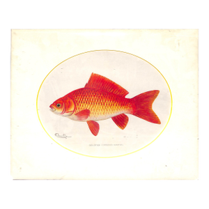 Mid 20th Century Goldfish by Sherman F. Denton Reproduction Print
