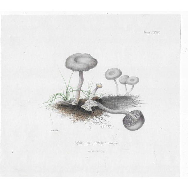 Antique handcolored engraving of the Agaricus laccatus mushroom.