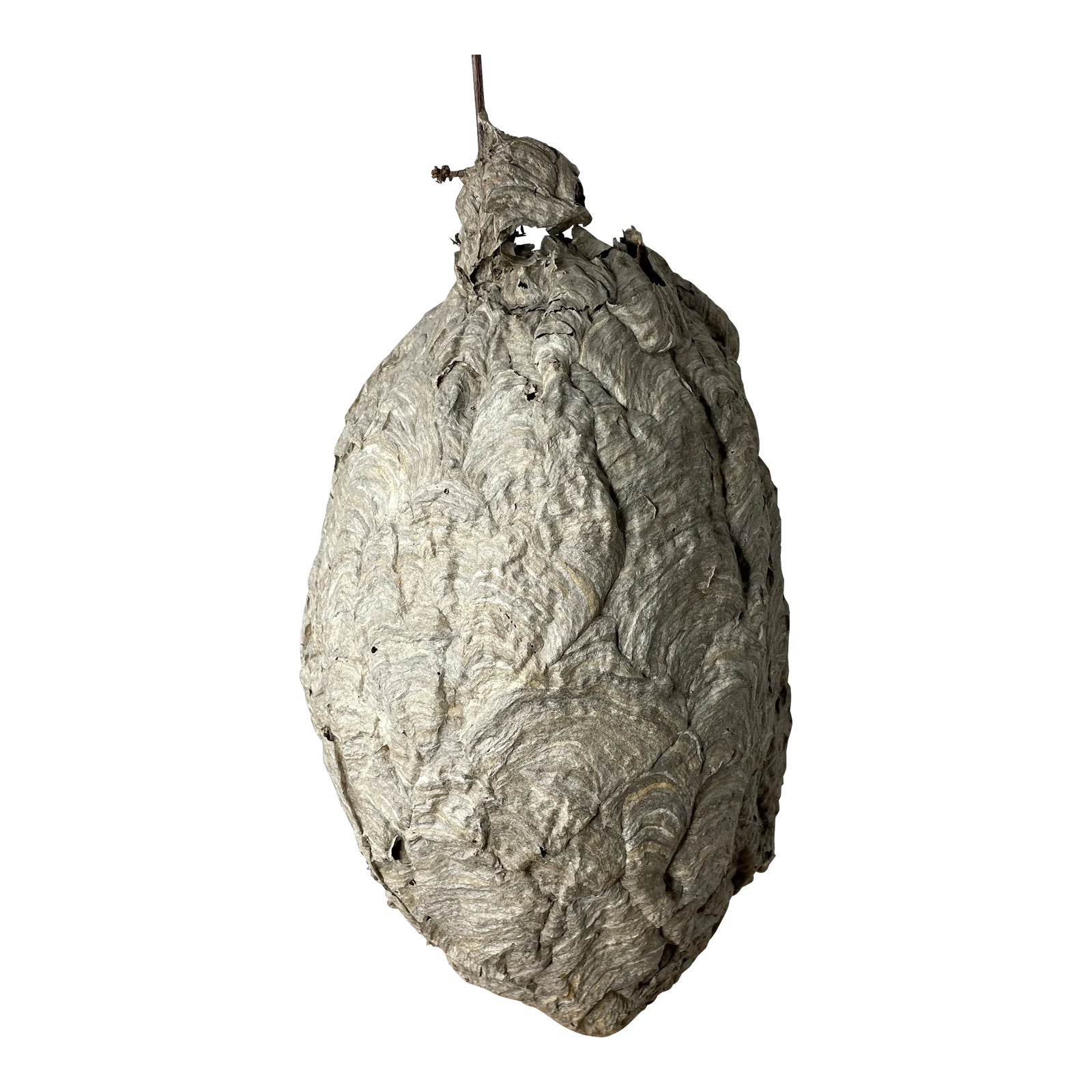 large-bald-faced-hornets-nest-