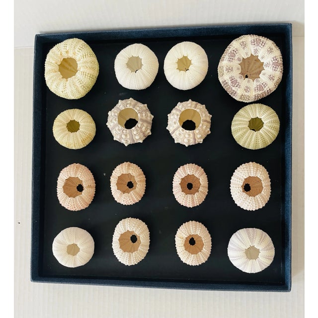 16 pcs Vintage sea shell collection. Natural urchin sea shells Natural History specimens, Taxidermy collection.