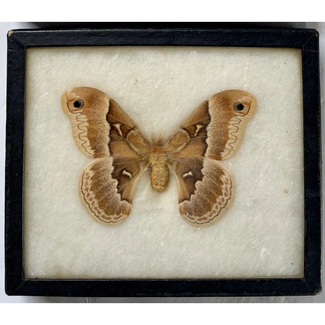 1960s 1960s Butterfly Moth Samples in Specimen Boxes- Set of 2 For Sale - Image 5 of 7