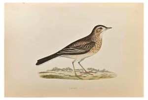 Alexander Francis Lydon, Richard's Pipit, Woodcut Print, 1870