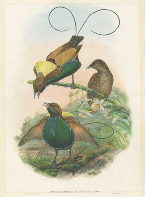 Gould, Magificant Bird of Paradise, 1850, Paper