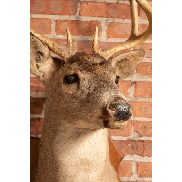 Whitetail Deer Buck Taxidermy Shoulder Mount For Sale In Chicago - Image 6 of 7