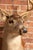 Whitetail Deer Buck Taxidermy Shoulder Mount For Sale In Chicago - Image 6 of 7