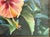 Original Signed and Framed Painting on Canvas 'Pretty Hibiscus' For Sale In West Palm - Image 6 of 14