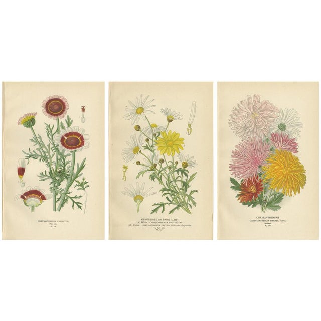 Chrysanthemum Carinatum, Paris Daisy and Chrysanthemums, 1897, Paper, Set of 3 For Sale - Image 10 of 10