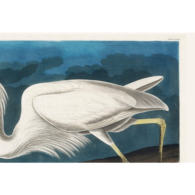 Great White Heron, Vintage Art Print Reproduction From Birds of America by John James Audubon, 36″ × 24" For Sale In Buffalo - Image 6 of 8