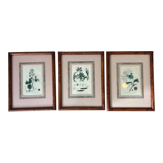 Antique 1837 English Botanical Framed Prints- Set of 3 For Sale