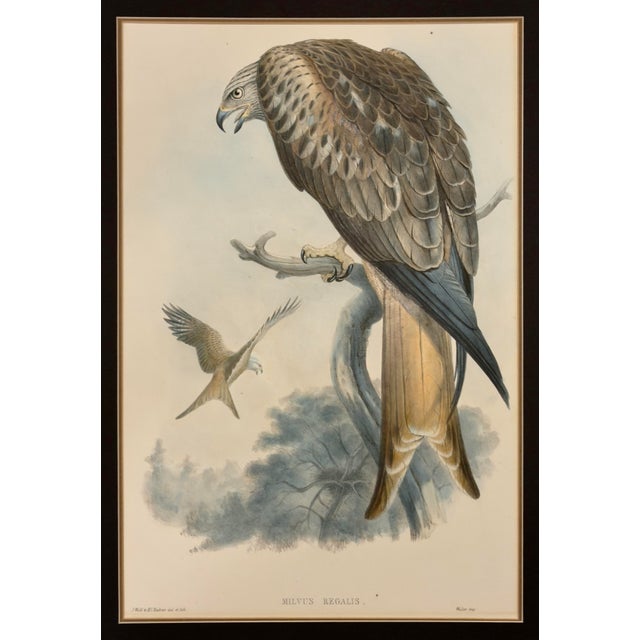 Original antique hand-colored lithograph by John Gould, titled “Milvus Regalis”, depicting the Red Kite from Gould’s The...