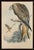 Original antique hand-colored lithograph by John Gould, titled “Milvus Regalis”, depicting the Red Kite from Gould’s The...