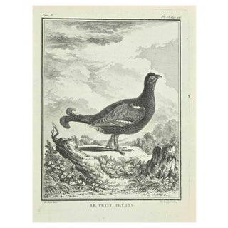 Catherine Haussard, Le Petit Tetras, Etching, 1771 For Sale