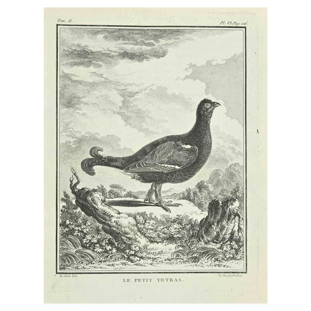 Catherine Haussard, Le Petit Tetras, Etching, 1771 For Sale