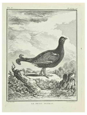 Catherine Haussard, Le Petit Tetras, Etching, 1771