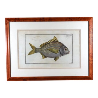 Marcus Bloch Engraving of a Yellow Fin Fish For Sale