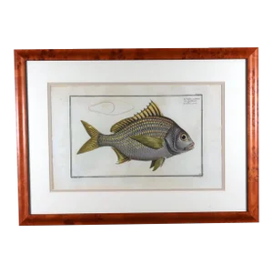 Marcus Bloch Engraving of a Yellow Fin Fish