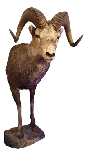 Vintage Stone Sheep Ram Head Taxidermy Shoulder Mount Wall Decor