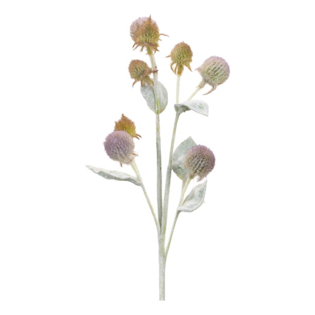 Thistle Foliage Spray (Set of 6) For Sale