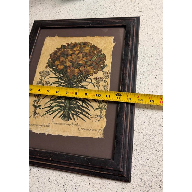 Paper Hortus Eystettensis by the German Apothecary and Botanist Basilius Besler 1614 For Sale - Image 7 of 7