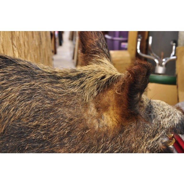Brown Vintage Wild Boar Head Taxidermy Hog Pig Head Wall Mount Log Cabin Decor For Sale - Image 8 of 18