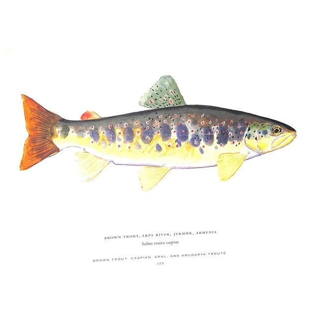 White "Trout of the World" 2003 Prosek, James For Sale - Image 8 of 9