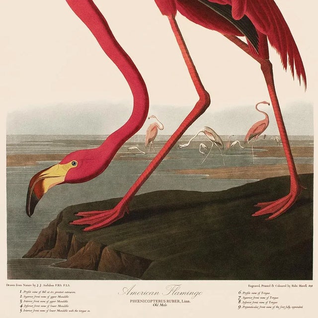 John James Audubon 1990s American Flamingo After Audubon, Large American Classical Print For Sale - Image 4 of 11