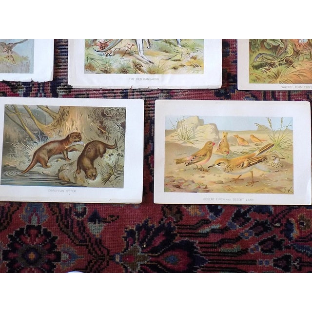Antique 19th Century Animal/Fauna Lithographs - Set of 11 For Sale - Image 4 of 7