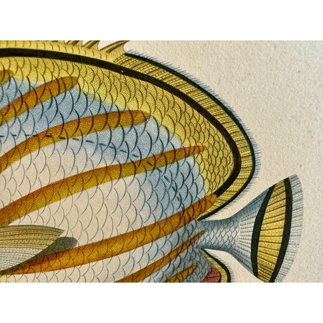 Set 3 Hand-Colored Engraving - Captain Duperry "Voyage De La Coquille" 1826 For Sale - Image 12 of 18