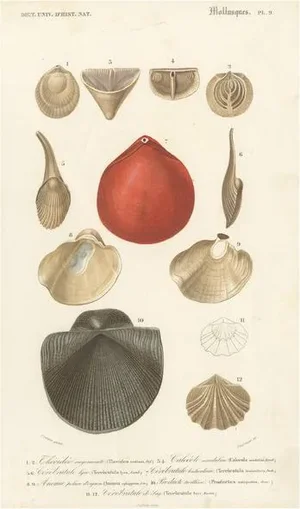 Renard & Martinet, Molluscs, 1850, Paper