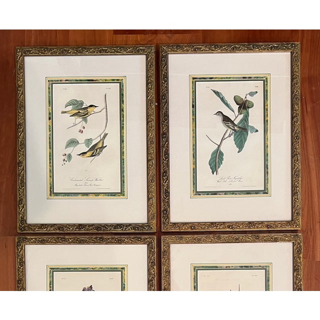 Gold Mid 20th Century Audubon Birds of America (First Edition Royal Octavo) | Antique Prints of Rare Songbird Collection- Set of 4, Framed For Sale - Image 8 of 12