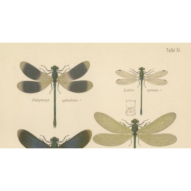 1900 - 1909 Richard Tümpel, Calopteryx & Lestes Damselfly from Die Geradflügler, 1908, Lithograph For Sale - Image 5 of 10