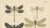 1900 - 1909 Richard Tümpel, Calopteryx & Lestes Damselfly from Die Geradflügler, 1908, Lithograph For Sale - Image 5 of 10