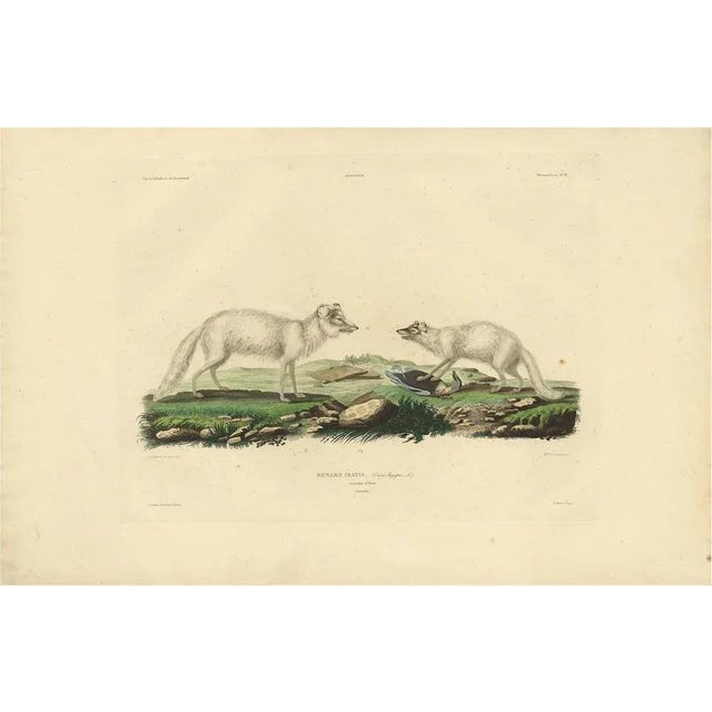 Mid 19th Century M. Paul Gaimard, Artic Fox in Winter Coat, 1842, Engraving on Paper For Sale - Image 5 of 5