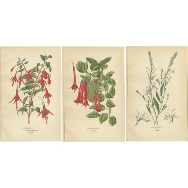 Late 19th Century Globe Fuchsia and Fuchsia Fulgens and Gaura Lindheimeri, 1897, Paper, Set of 3 For Sale - Image 5 of 6