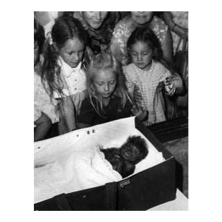 'Sleepy Monkey' Unframed Archival Pigment Print For Sale